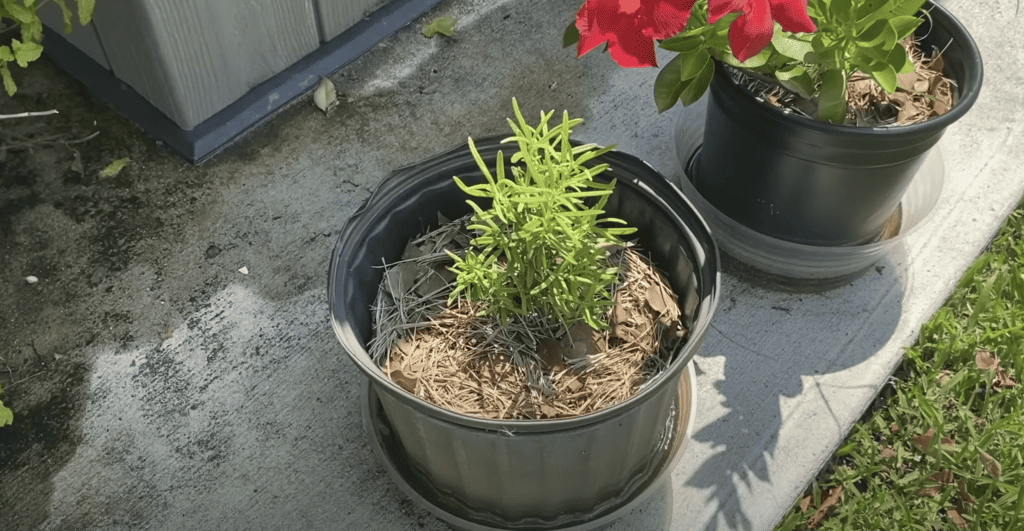 Rosemary Plant